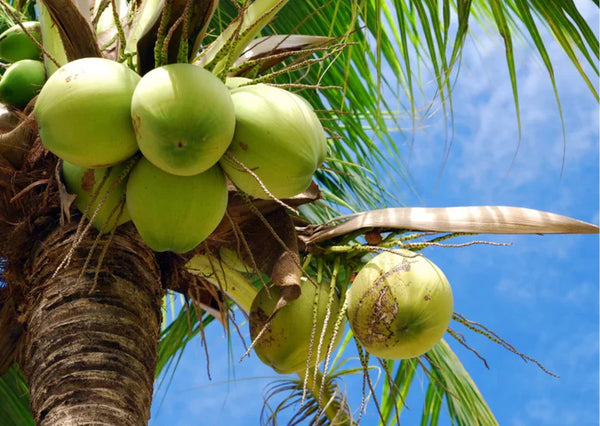 Coconut oil