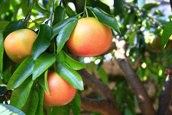 Grapefruit seed