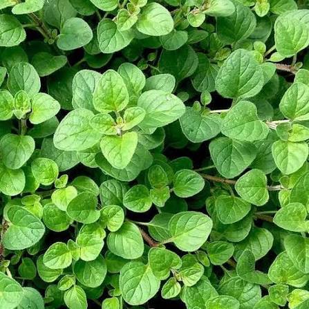 Oregano oil